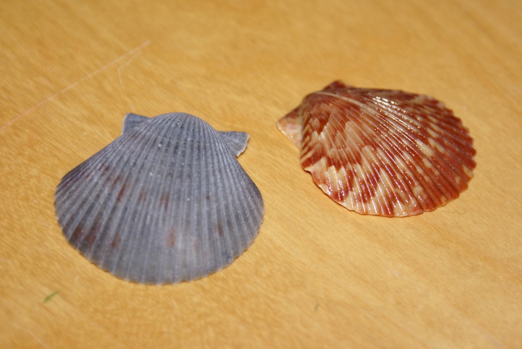 The blue shell on the left has just been cleaned. The red shell on the right has been cleaned and coated with nail polish.