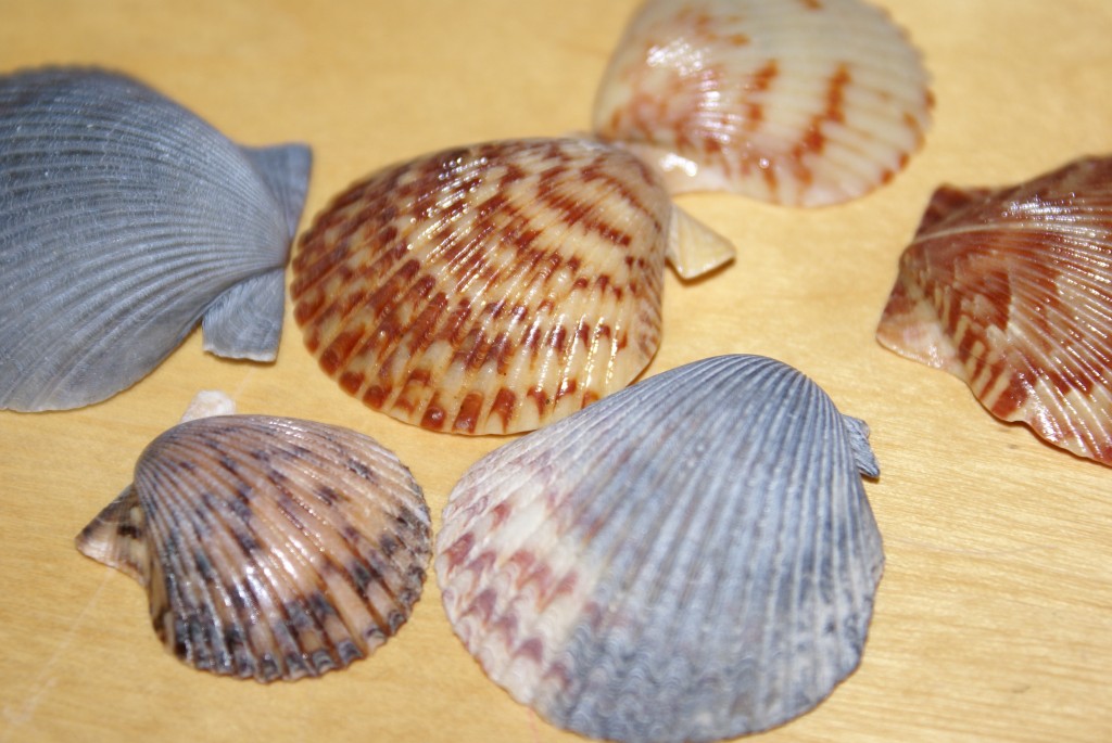 Shells collected from my local beach.