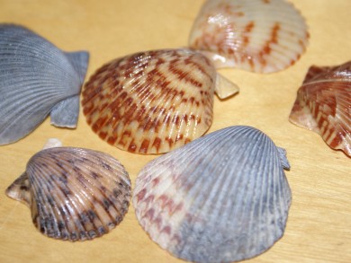 Shells collected from my local beach.