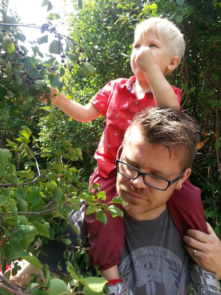 Eating Saskatoon berries right off the bush.