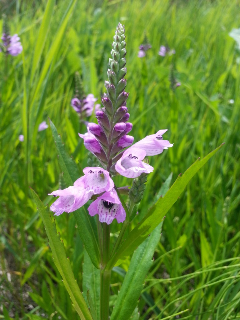 Beautiful prairie wildflower at Wanuskewin.